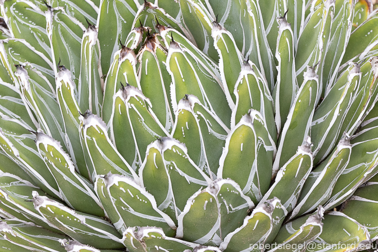 arizona garden